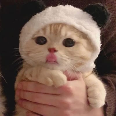 شہباز یوسف avatar