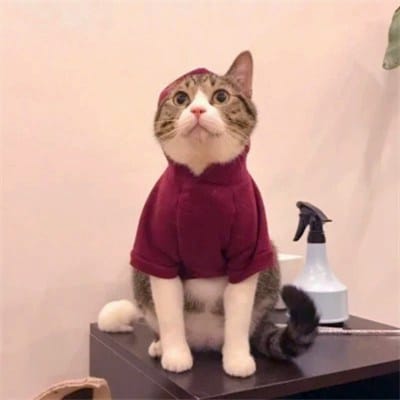 علی رضا avatar